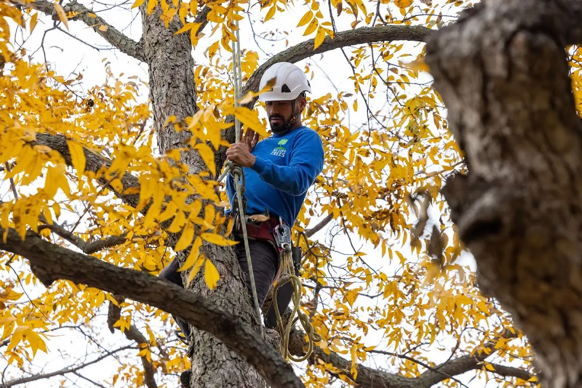 Skilled Tree Pruning crew working in Raymond